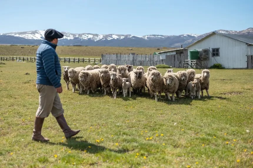  A shepherd wearing a traditional Patagonian beret walks across a green pasture with a flock of sheep and lambs, with a white farmhouse and snow-capped mountains in the background.