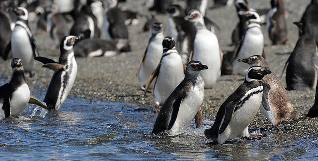 Penguin colony 