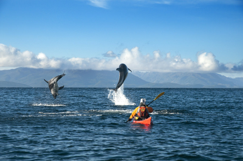 kayaking with dolphins