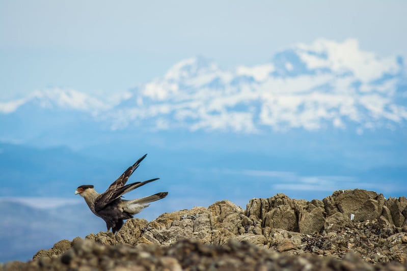 Cara Cara bird in Patagonia