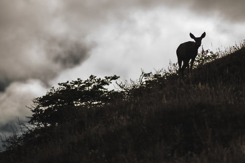 huemul