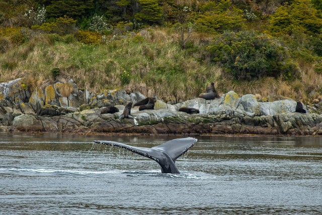 Whales in Patagonia