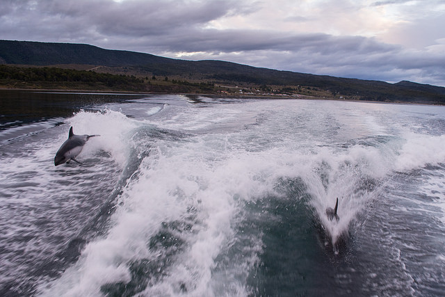 Dolphins in Patagonia