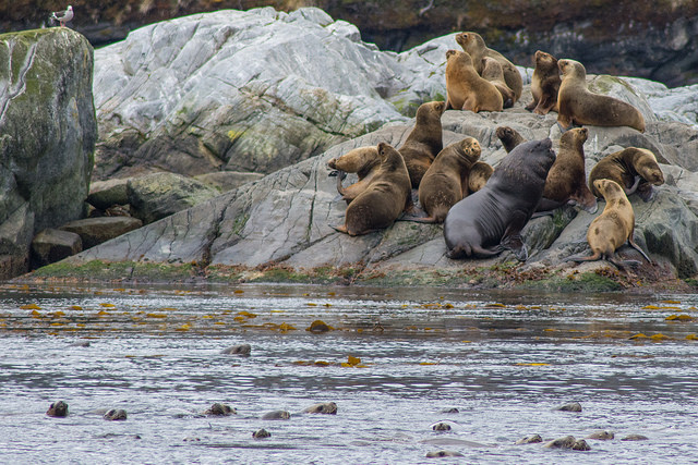 Sea Lions on Patagonia