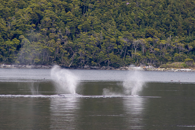 Whales in Patagonia