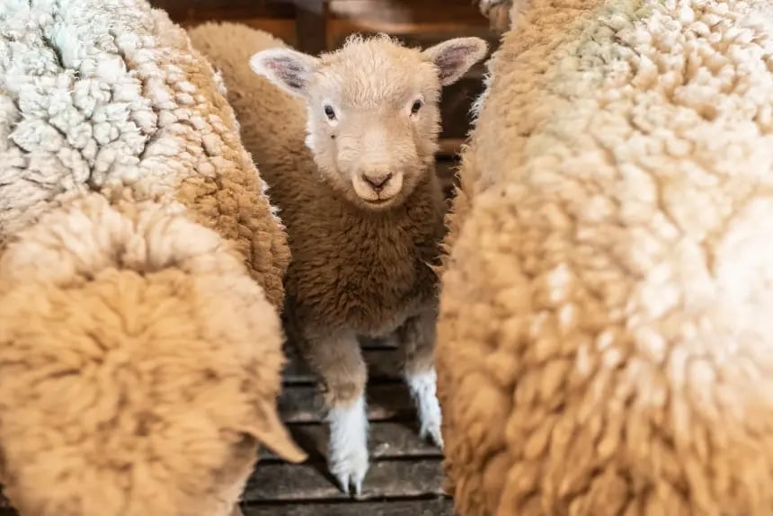 A young lamb looks curiously between two adult sheep, surrounded by thick, woolly coats.