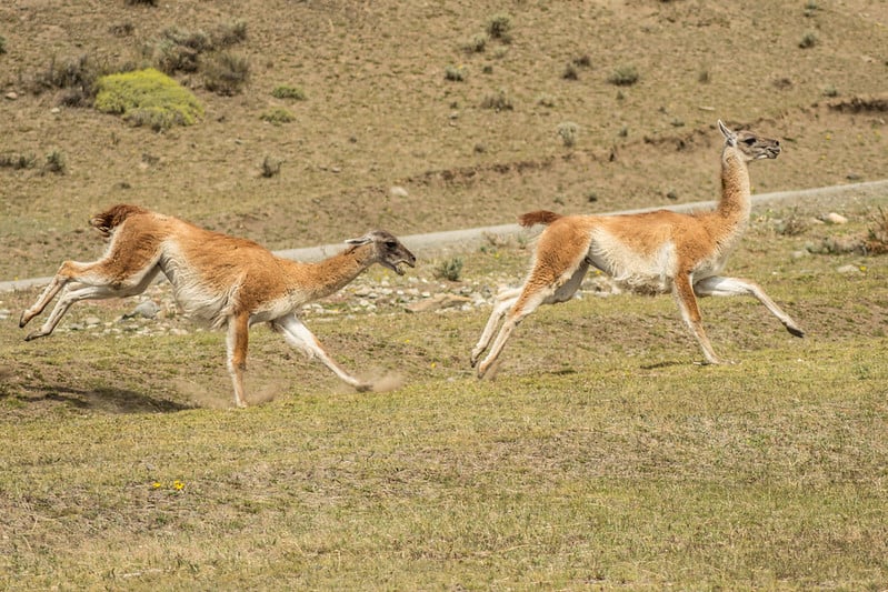 guanacos patagonia
