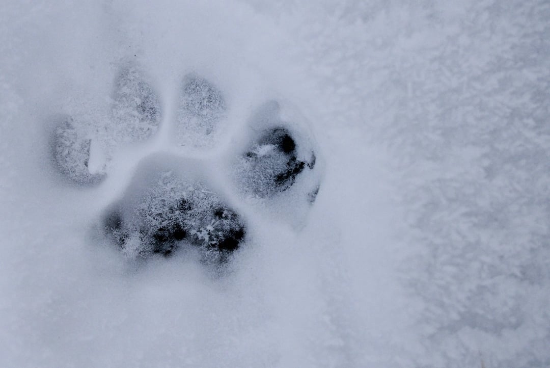 Puma Tracking in Patagonia