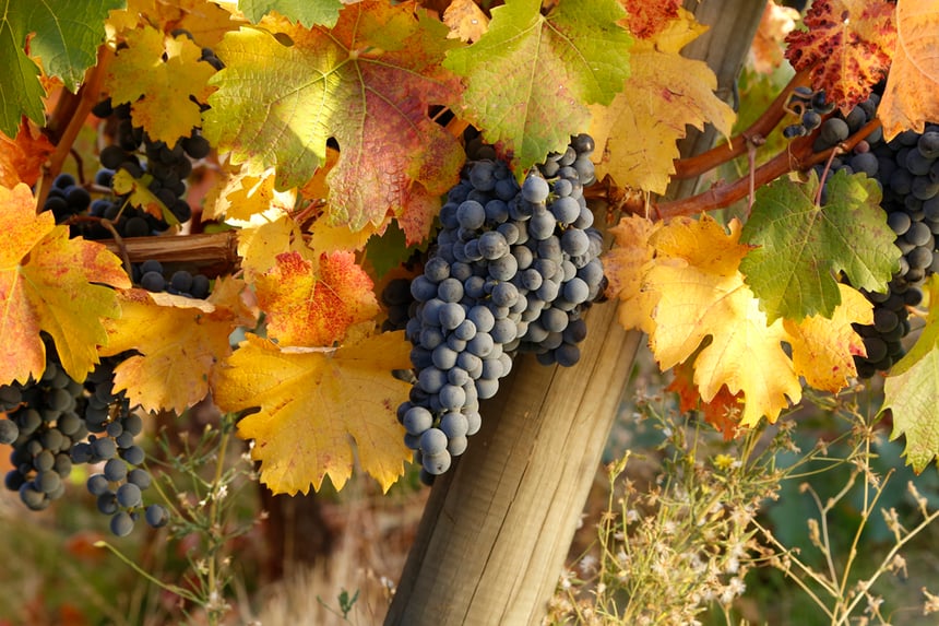 Chile's vineyards