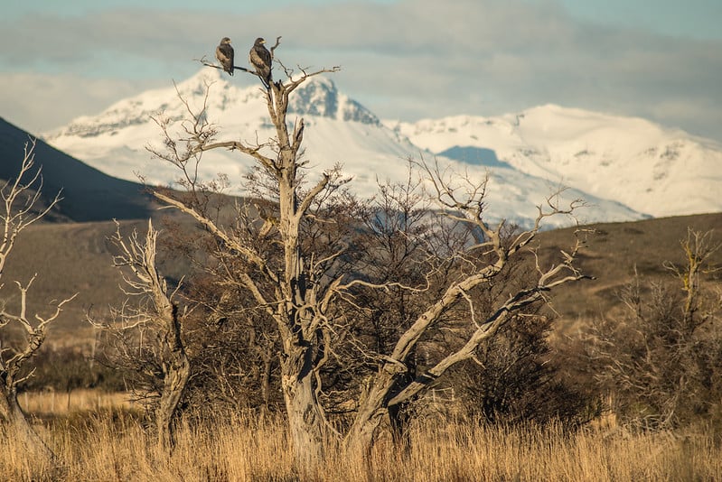 Black Chested Buzzard Eagle in Patagonia