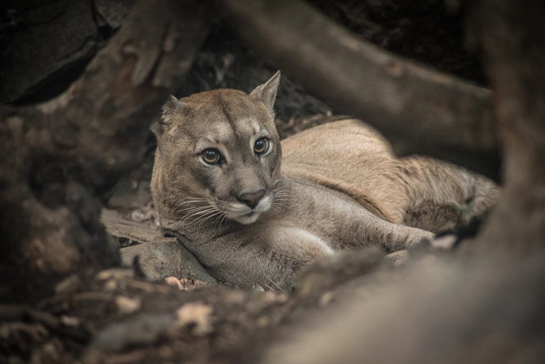 Puma in Chile