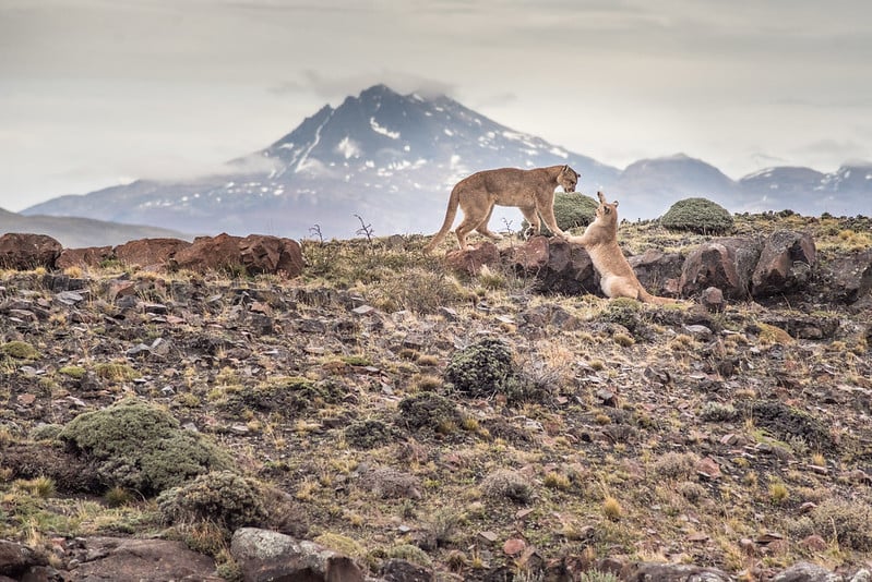 pumas playing 