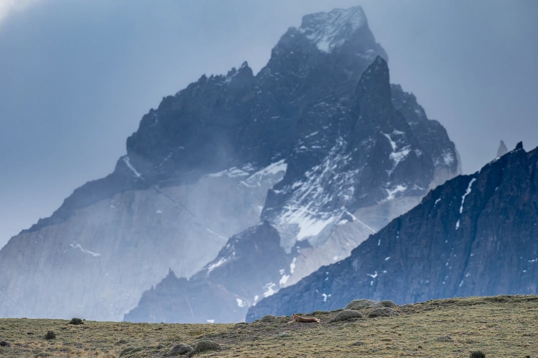 Puma in Torres del Paine