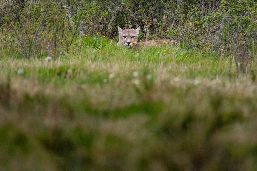 Lonely Puma