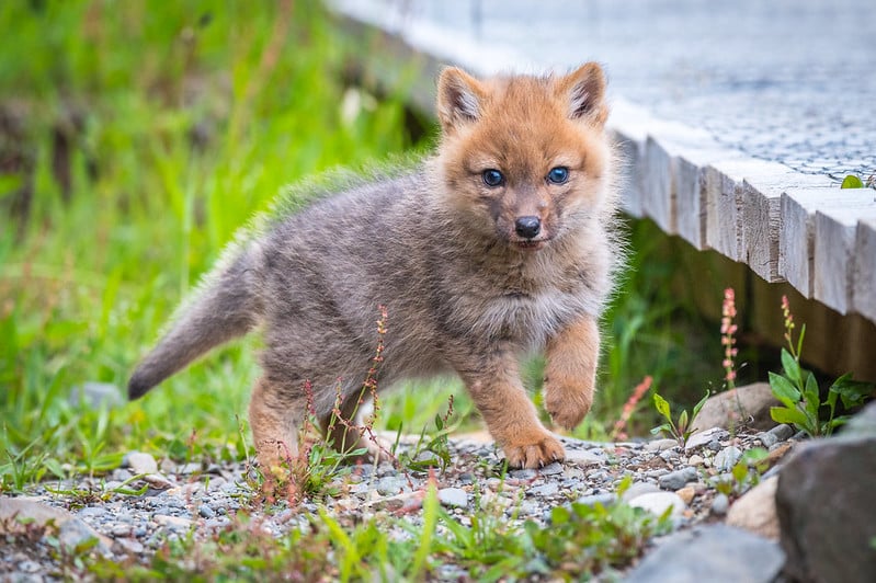 red fox cub