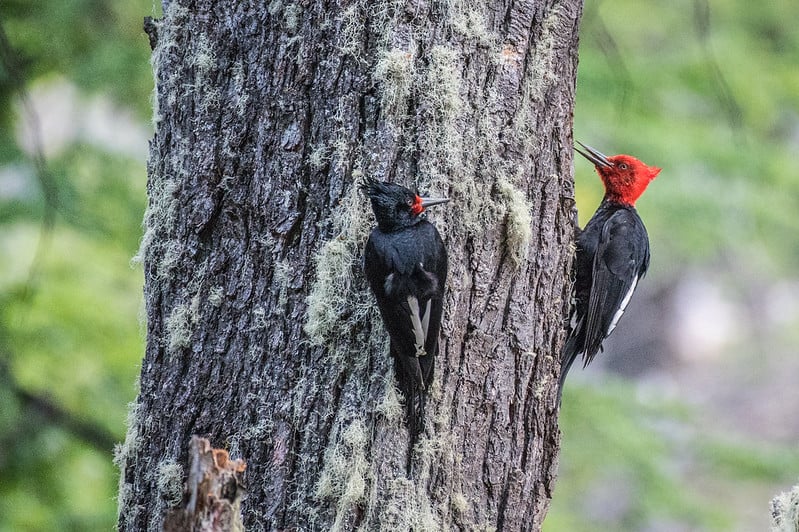 woodpecker patagonia