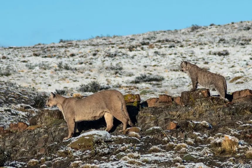 dos pumas en Torres del Paine en invierno