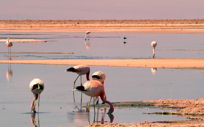 flamencos atacama
