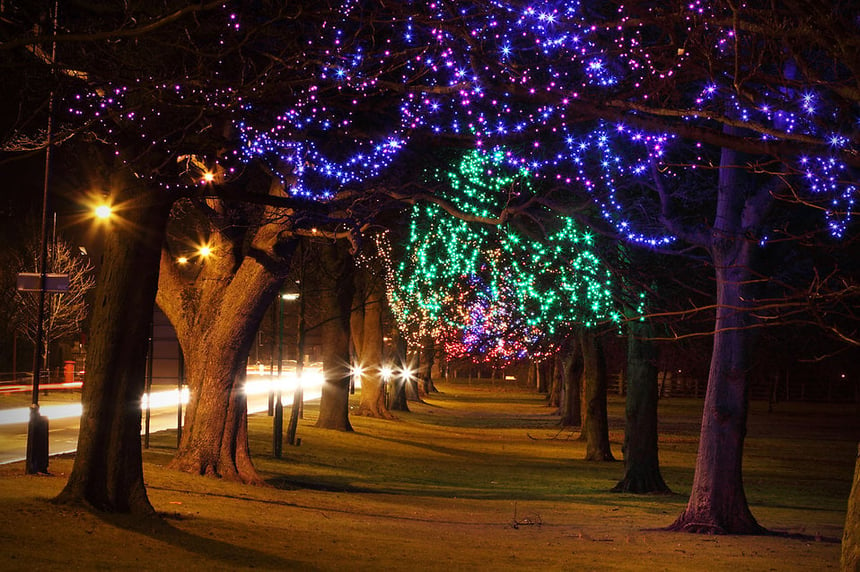 9249-trees-decorated-at-night-with-christmas-lights-pv