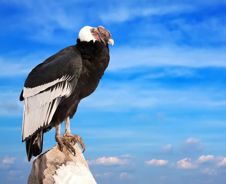 Andean Condor 