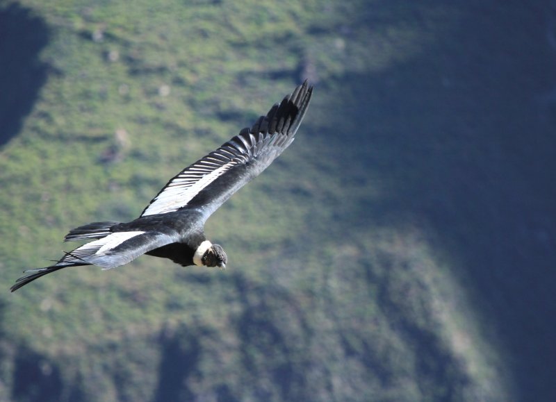 Andean Condor 