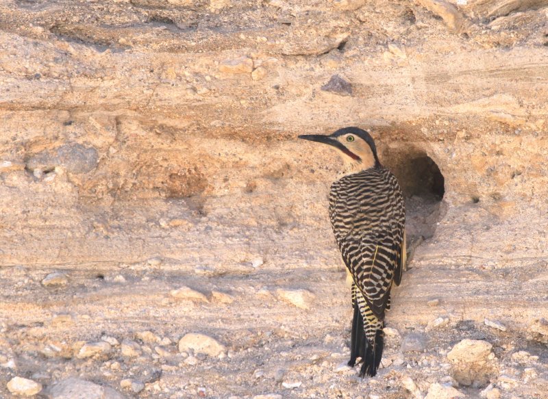 Andean Flicker