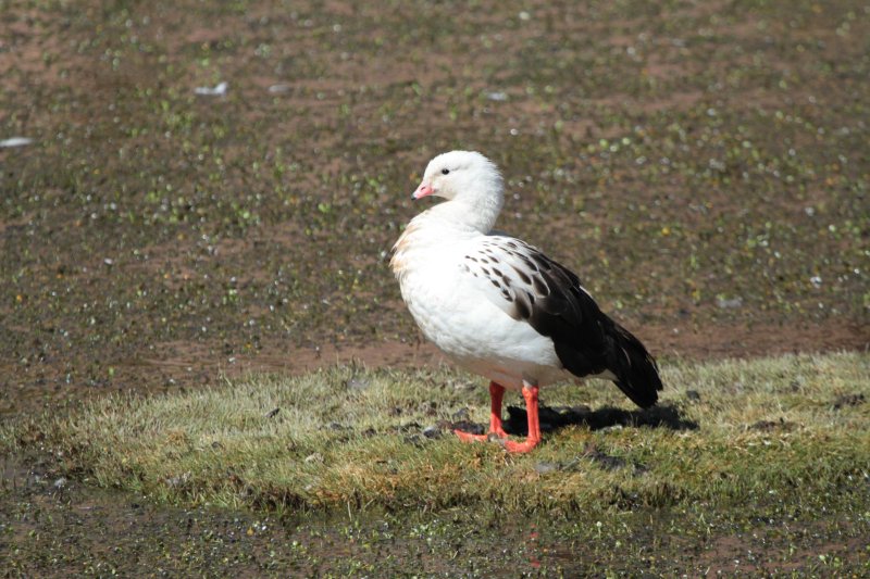 Andean Goose
