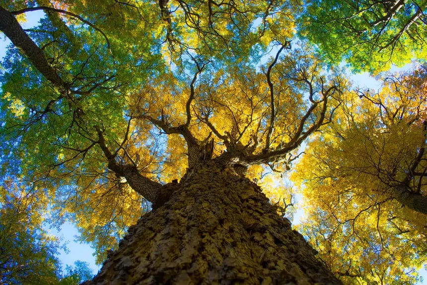 Big tree in Torres del Paine_resultado