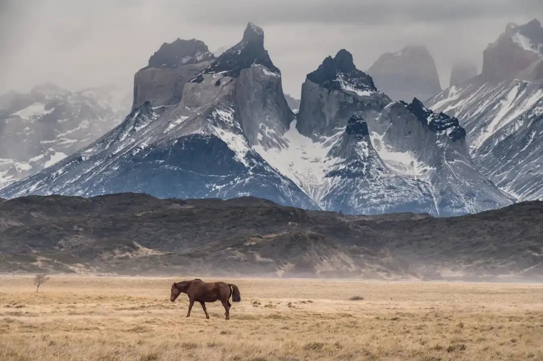 Caballo en Torres del Paine