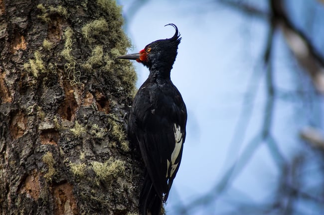 Carpintero negro hembra el calafate