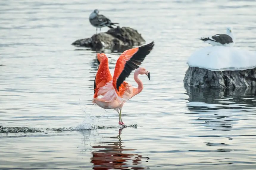 Chilean flamingo 