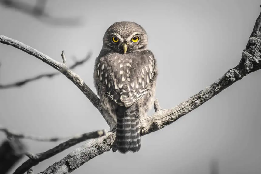 Chuncho - Pygmy Owl 