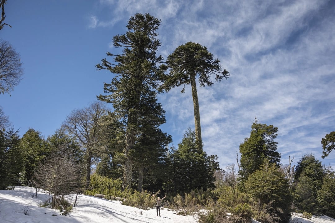 Conguillio National Park
