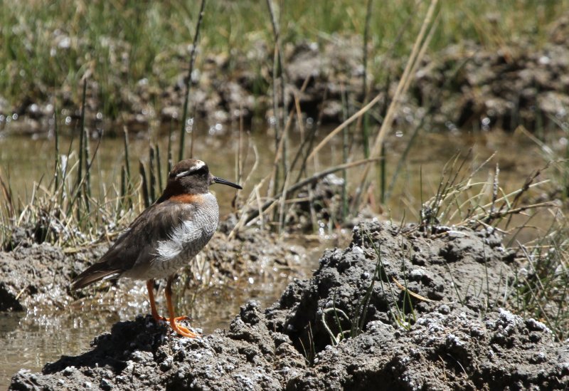 Small Bird in Chile