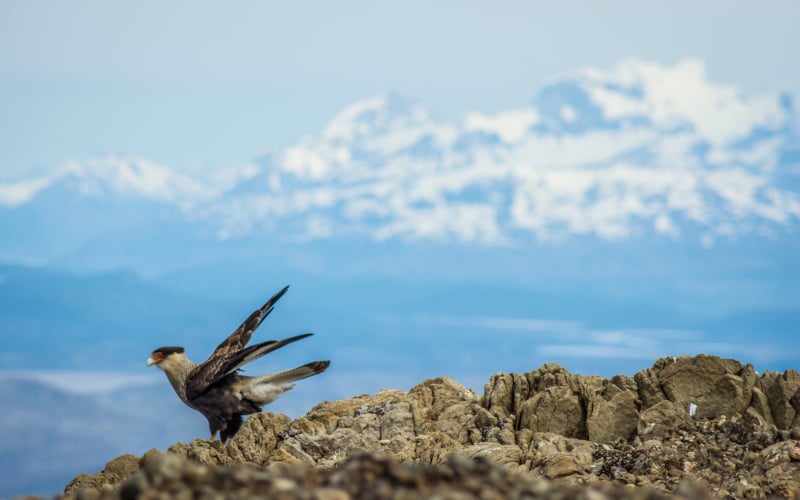 EcoCamp Caracara