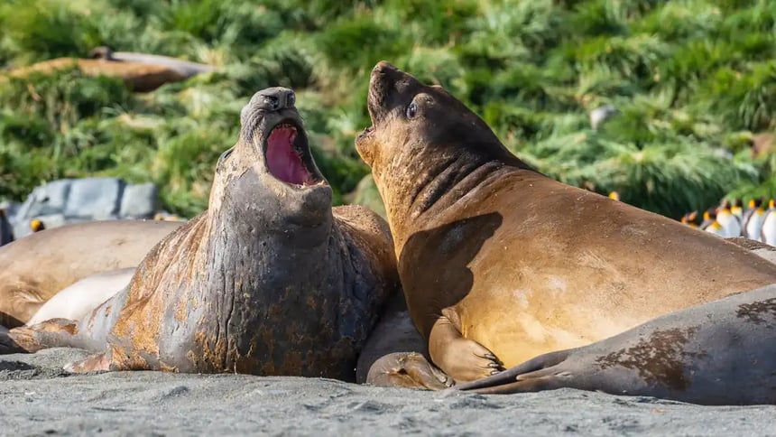 Elephant Seal 