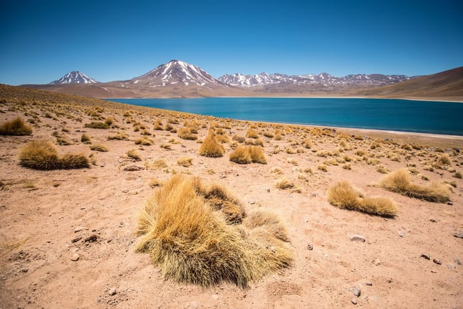 Laguna Miscanti - Atacama Desert