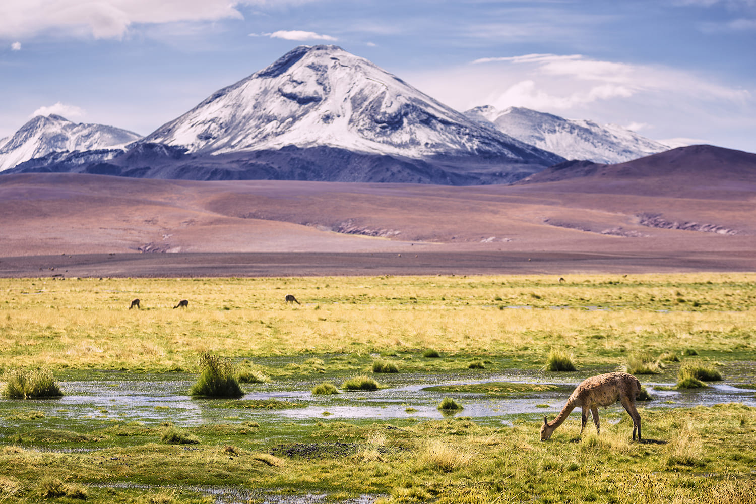 Tara Salt Flats Atacama