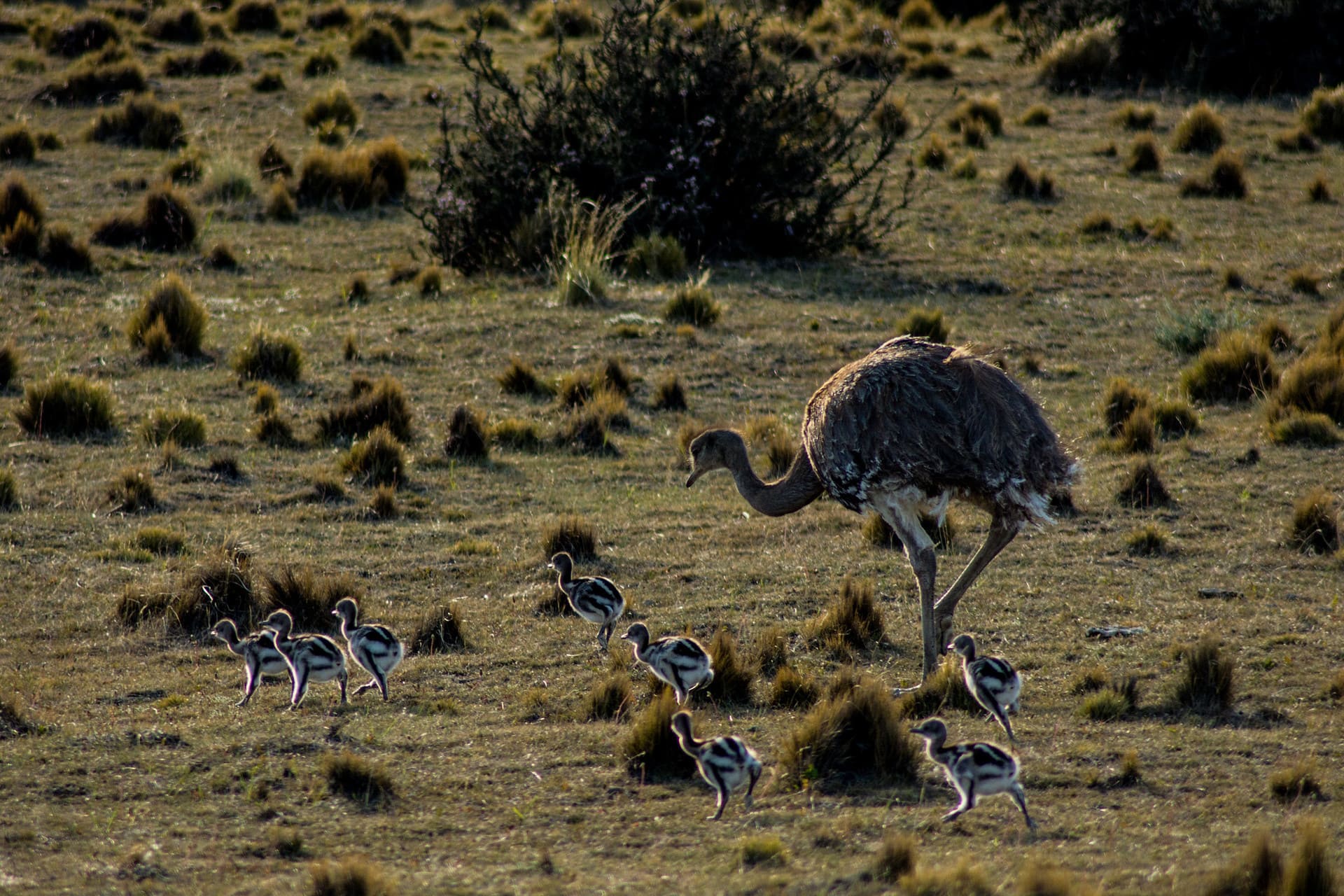 Ñandú Family