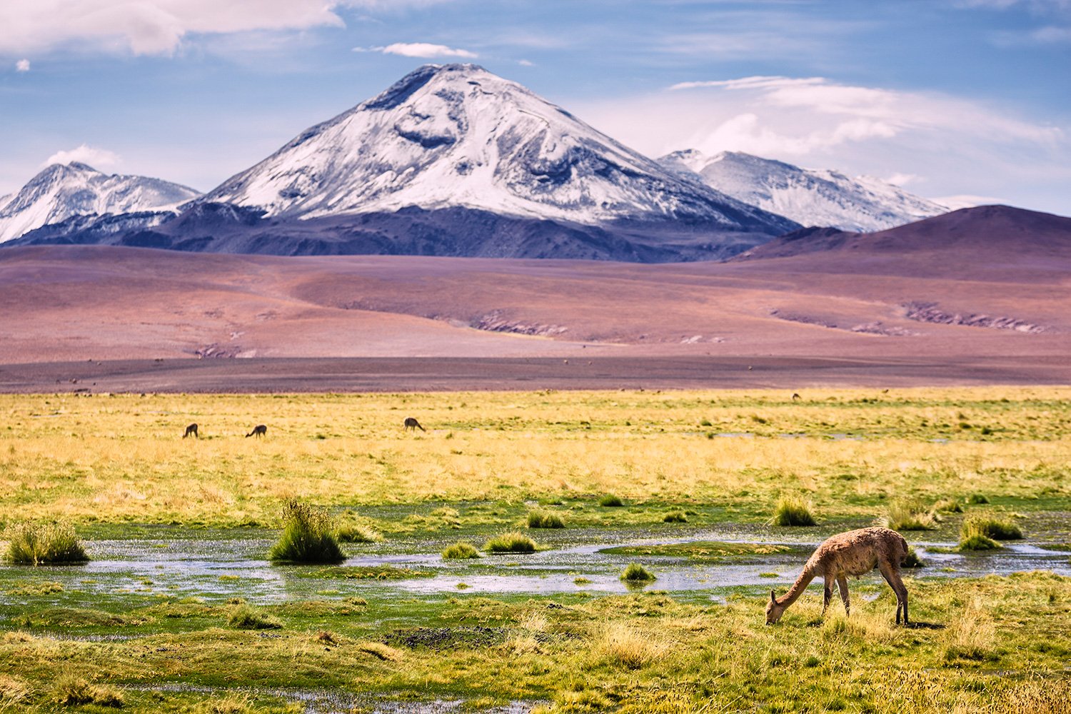 Atacama Tours: The Big 5 Animals to Spot