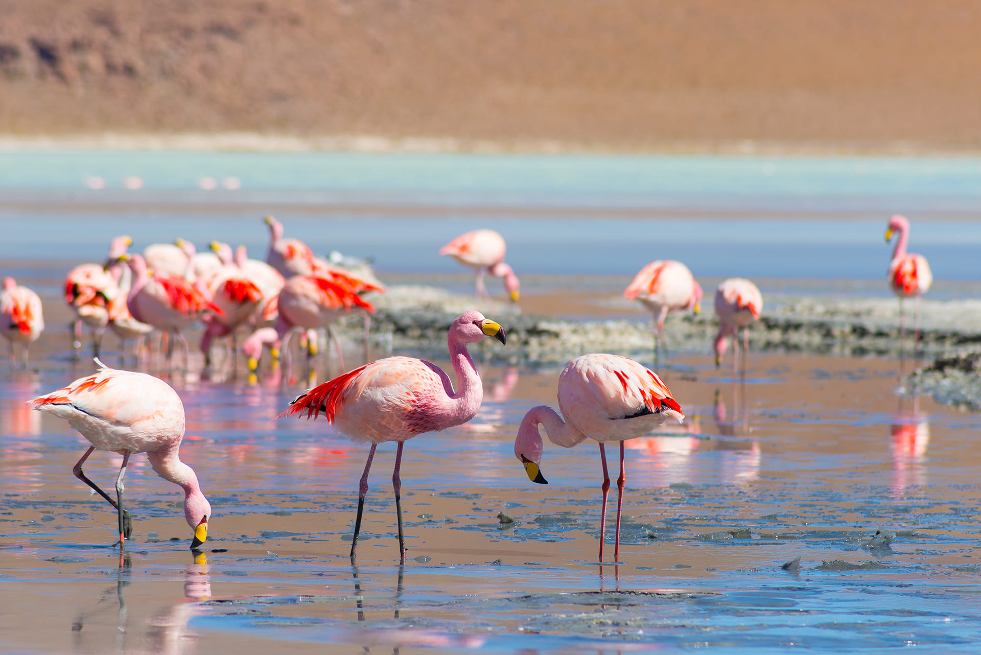 NOR035 _ Uyuni Bolivia _ Flamingos 2