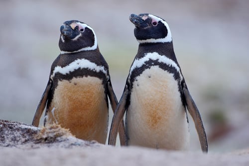 PAT012_Patagonia_Pingüinos