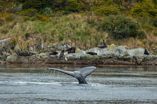 Humpback whale watching