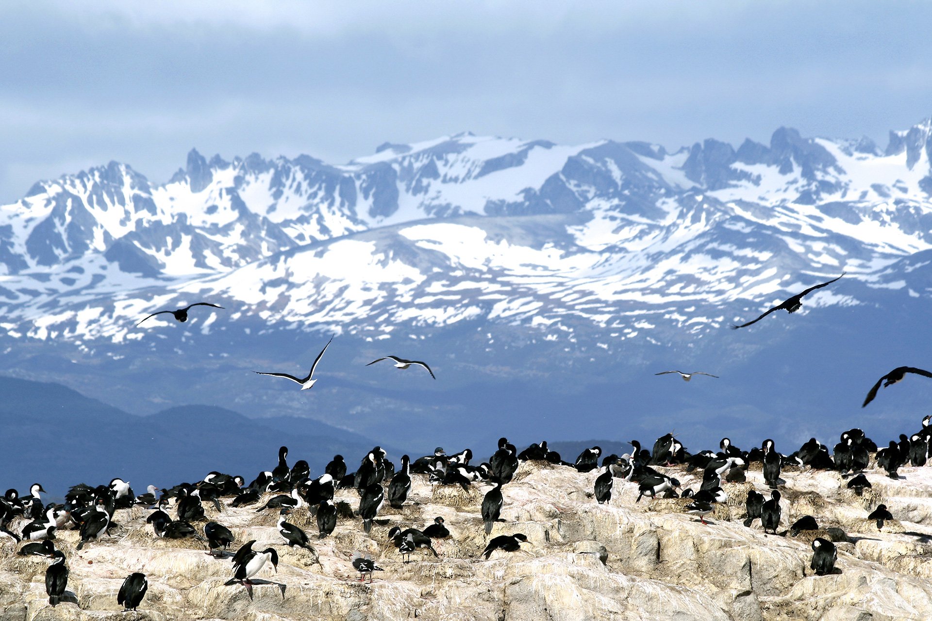 Navarino Cormoran Chileno