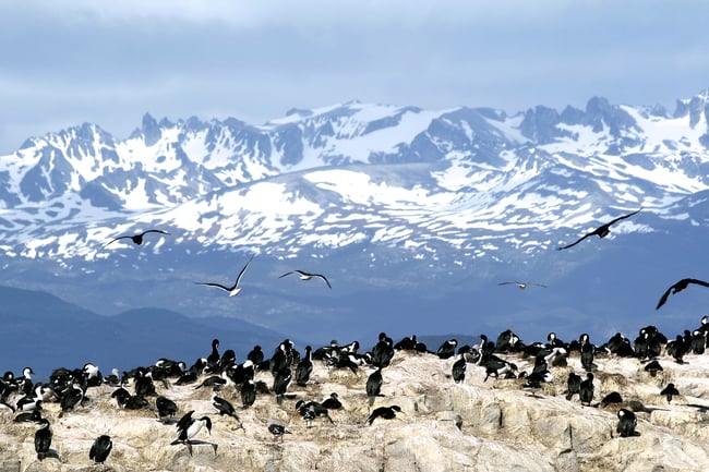 Navarino Cormoran Chileno