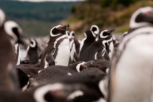 Pat092_Gable Island_Penguins