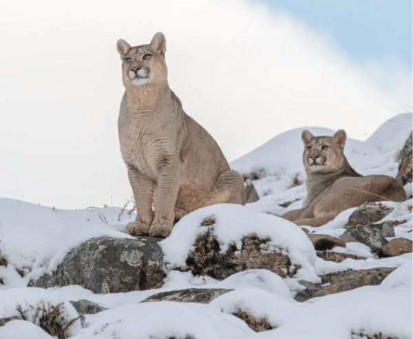 Puma Winter