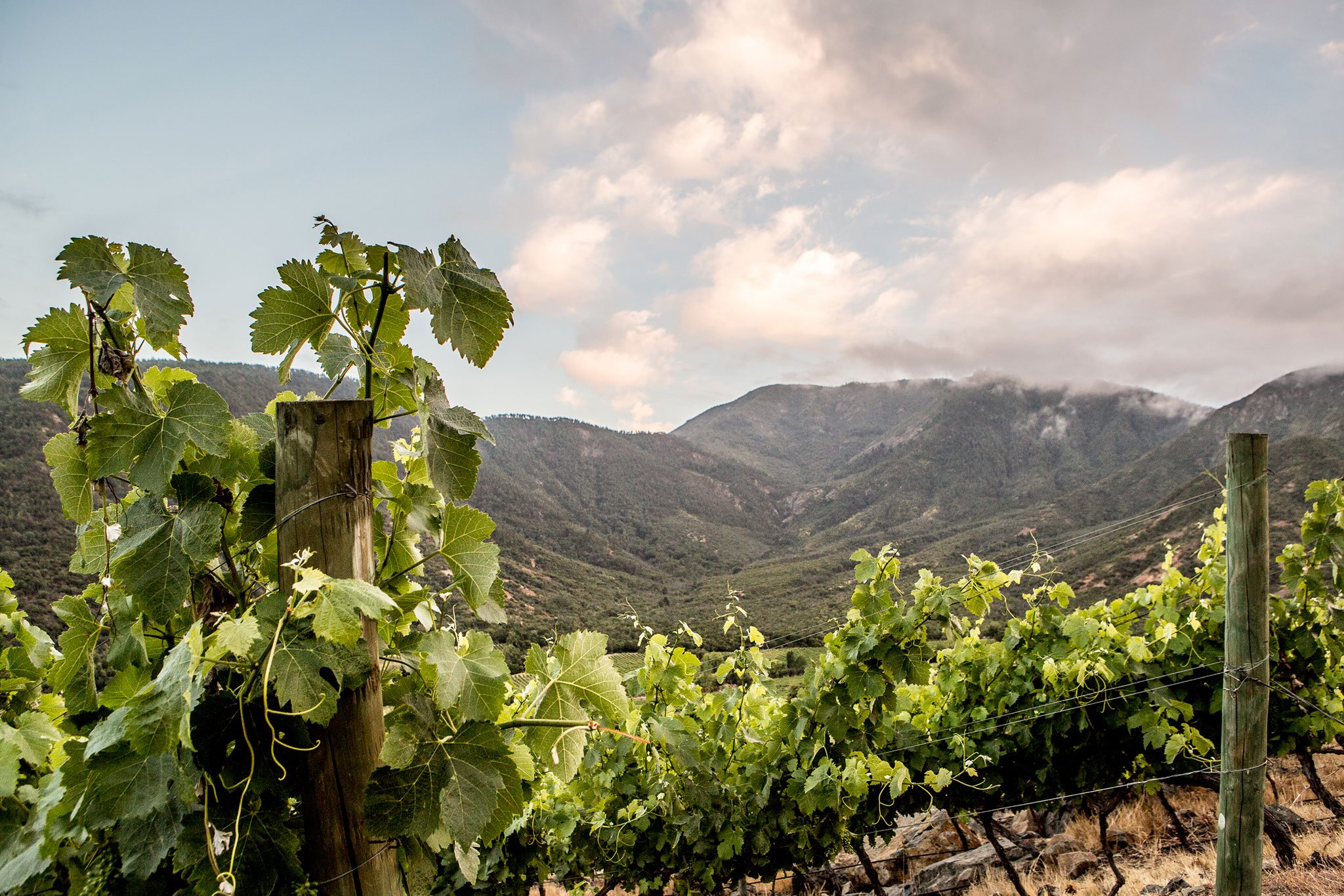 WIN006_Wine Valleys_Colchagua 2