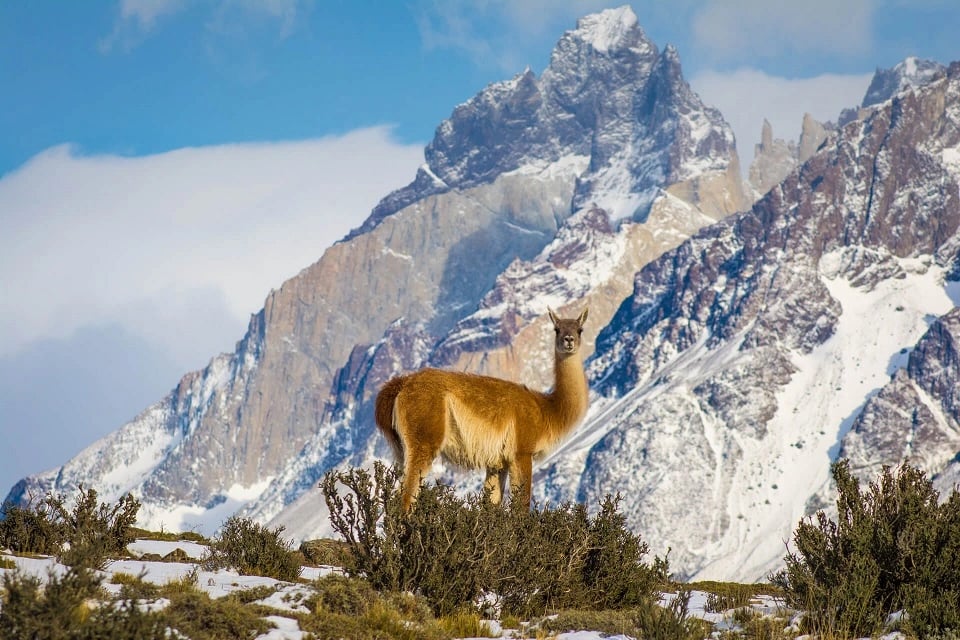 Guanaco-Torres-del-Paine