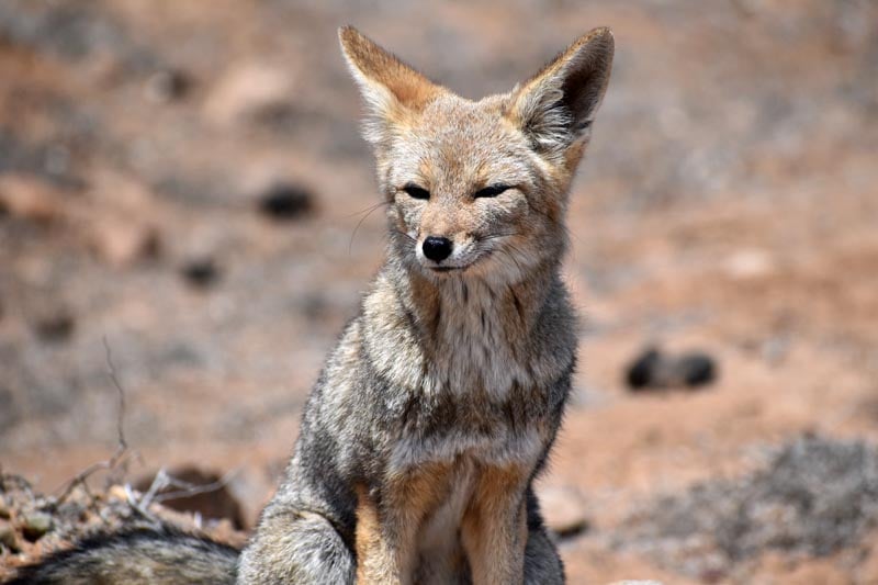 Fox in Punta Choros